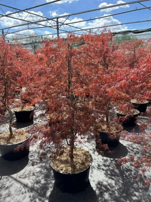 Acer palmatum 'Inabar-Shidar' 50L 170cm