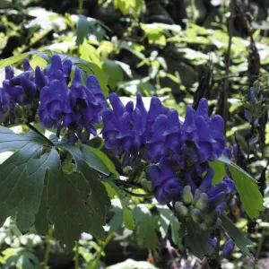 Aconitum japonicum (Japanese Monkshood)