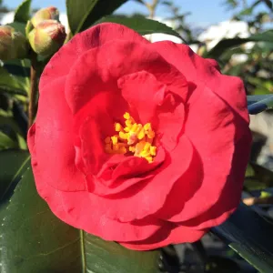 Hot Flash Camellia