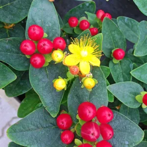 Hypericum 'Miracle Summer' 2L