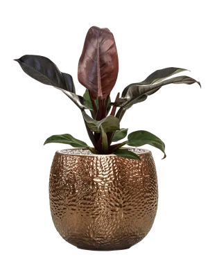 Philodendron `Imperial Red' in Marly Office Plant With Pot 61cm Height 23cm Dia