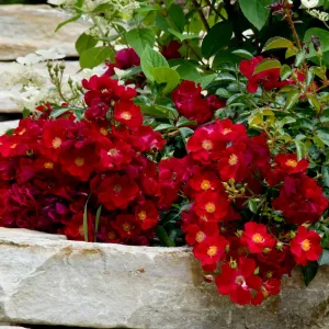 Red Flower Carpet Groundcover Rose