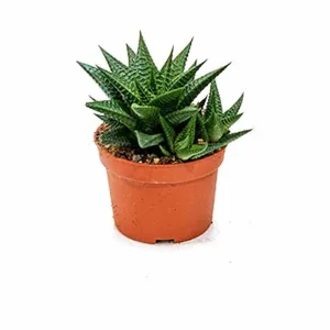 Stunning Haworthia Limifolia Plant - Add Unique Elegance to Your Home Today